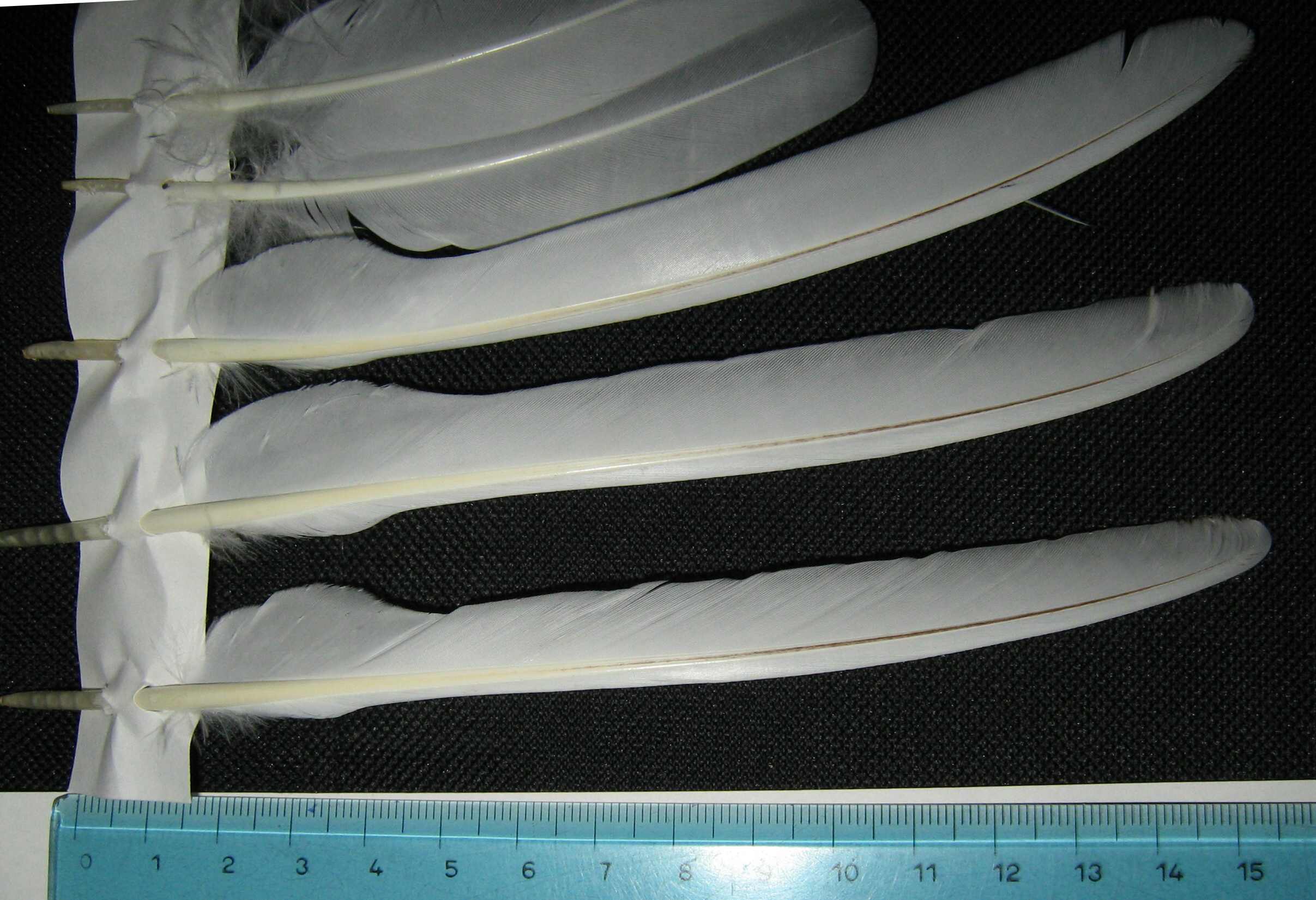 Penne e piume: Pernice bianca Lagopus mutus